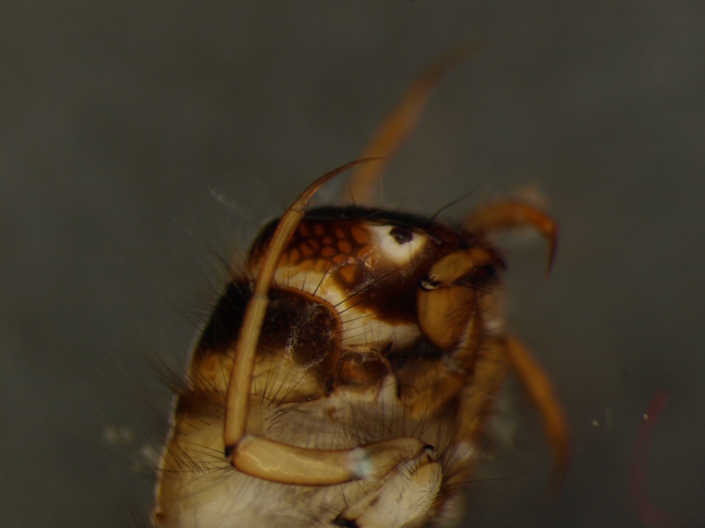 Notidobia ciliaris